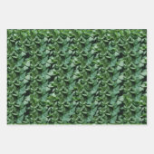 Grüne Tora Blätter Botanisch (Vorderseite 3)