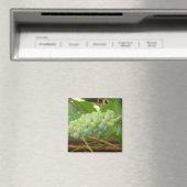 Grüne Trauben aus Kalifornien Magnet (In Situ (Geschirrspüler))