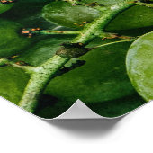 Grüne Trauben-Küchenplakat Poster (Ecke)