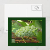 grüne Trauben Postkarte (Vorne/Hinten)