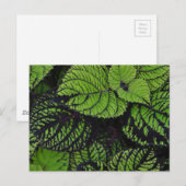 Grüne tropische Blätter Postkarte (Vorne/Hinten)