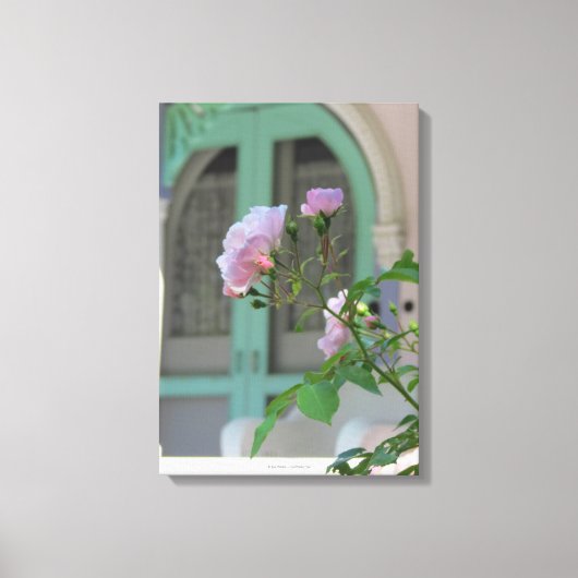 Grüne Tür und Rose - Martha's Vineyard Leinwanddruck (Vorderseite)