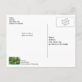 Grüne Überlegungen im Frühling Postkarte (Rückseite)