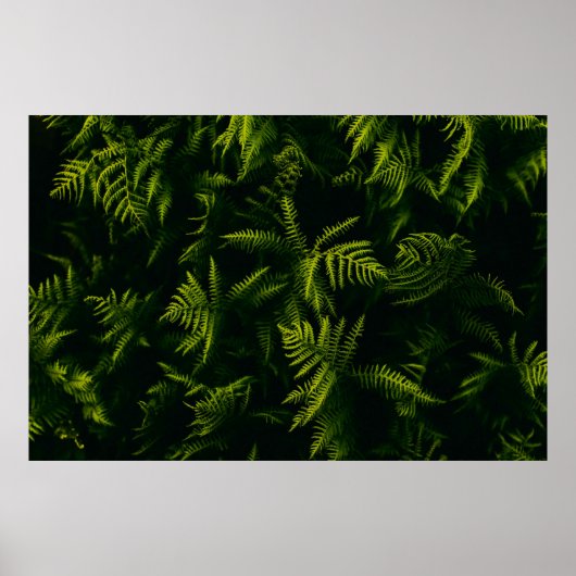 GRÜNE UND GELBE LEAF-PFLANZE POSTER (Vorne)