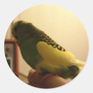 Grüne und gelbe Parakeet-Balancen an Hand Runder Aufkleber