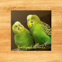 Grüne und gelbe Parakeets mit Feathered Friends