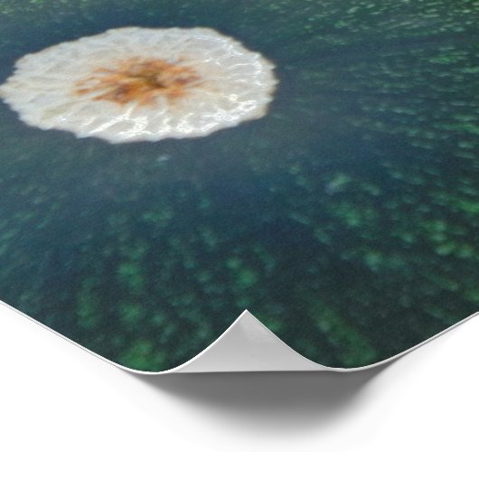 Grüne und gelbe Squash Poster (Ecke)