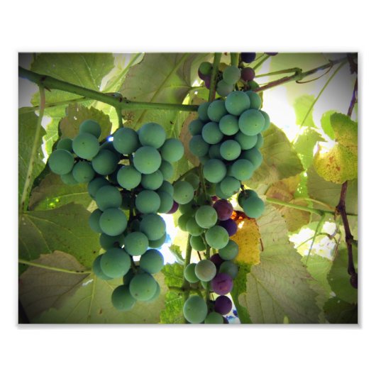 Grüne und Lila Trauben auf dem Weinberg Printwerbu Fotodruck (Vorne)