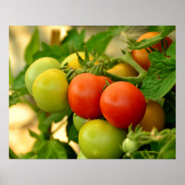 Grüne und rote Kirschtomaten an der Rebe Poster
