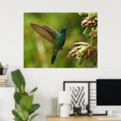 Grüne Violettohren Hummingbird Gerahmt Print Poster (Heimbüro)