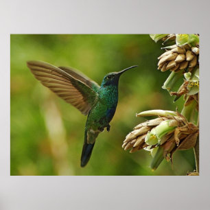 Grüne Violettohren Hummingbird Gerahmt Print Poster