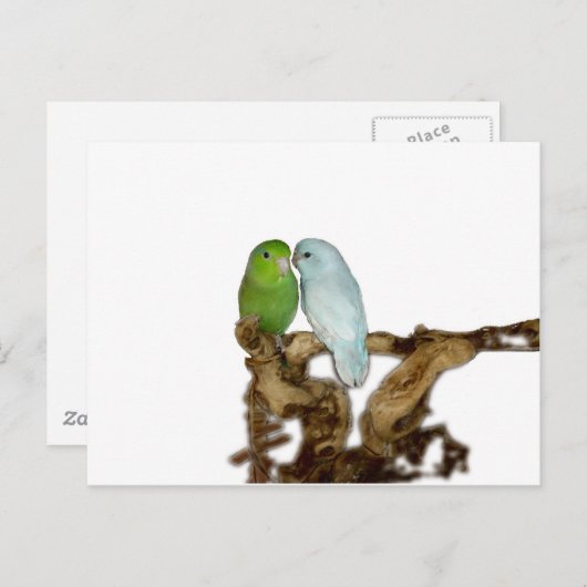 Grüne Weibchen und Blaumännchen Postkarte (Vorne/Hinten)