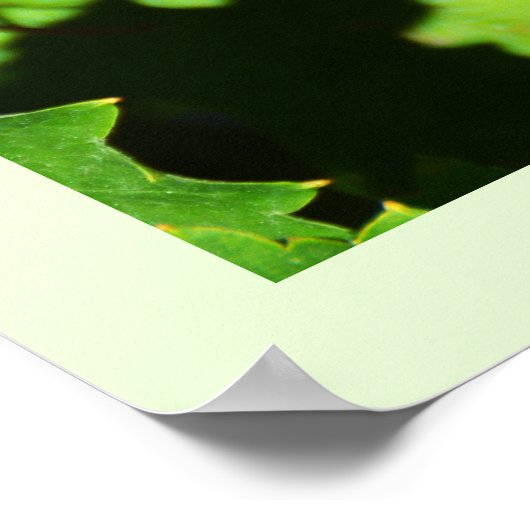 Grüne Weintrauben Poster (Ecke)