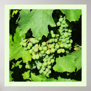 Grüne Weintrauben Poster