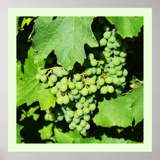 Grüne Weintrauben Poster (Vorne)