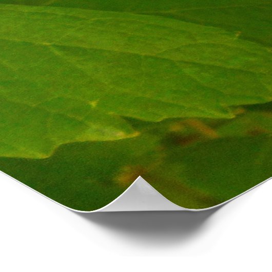 Grüne Weintrauben Poster (Ecke)