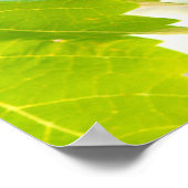 Grüne Weintrauben Poster (Ecke)