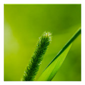 Grüne Welt Poster (Vorderseite)