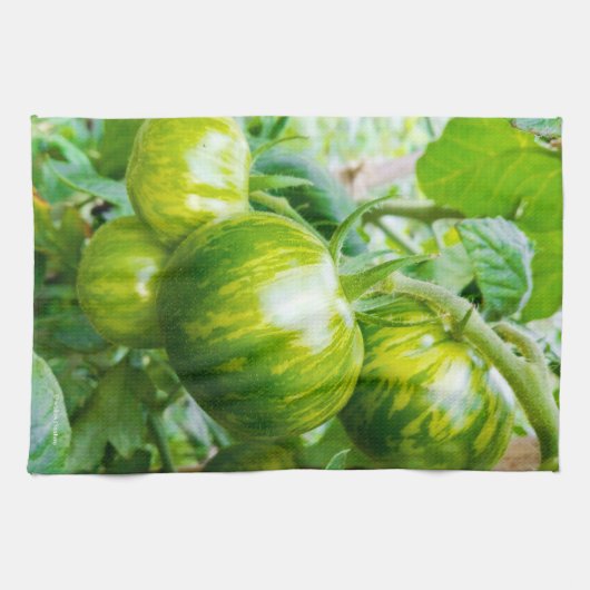 Grüne Zebra Heirloom Tomaten/Paradeiser auf dem We Geschirrtuch (Horizontal)