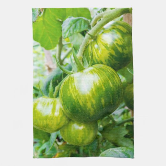 Grüne Zebra Heirloom Tomaten/Paradeiser auf dem We Geschirrtuch (Vertikal)