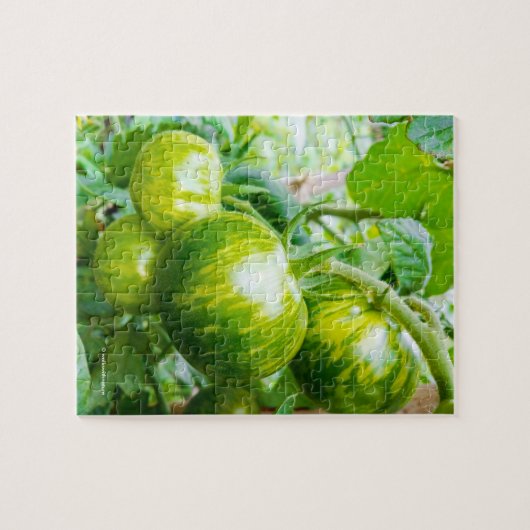 Grüne Zebra Heirloom Tomaten/Paradeiser auf dem We Puzzle (Horizontal)