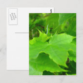 Grüner Ahorn Postkarte (Vorne/Hinten)