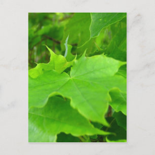Grüner Ahorn Postkarte