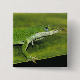 Grüner Anolis, Anolis carolinensis, erwachsen auf Button