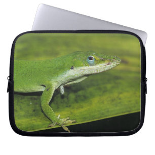 Grüner Anolis, Anolis carolinensis, erwachsen auf  Laptopschutzhülle