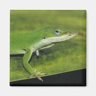 Grüner Anolis, Anolis carolinensis, erwachsen auf  Magnet