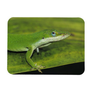 Grüner Anolis, Anolis carolinensis, erwachsen auf  Magnet