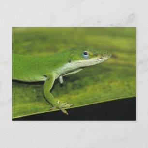 Grüner Anolis, Anolis carolinensis, erwachsen auf Postkarte