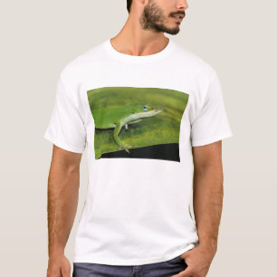 Grüner Anolis, Anolis carolinensis, erwachsen auf T-Shirt