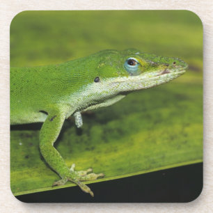 Grüner Anolis, Anolis carolinensis, erwachsen auf Untersetzer