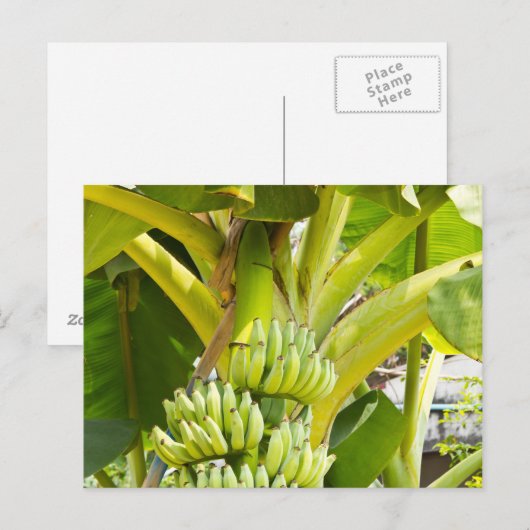 Grüner Bananenbaum Postkarte (Vorne/Hinten)