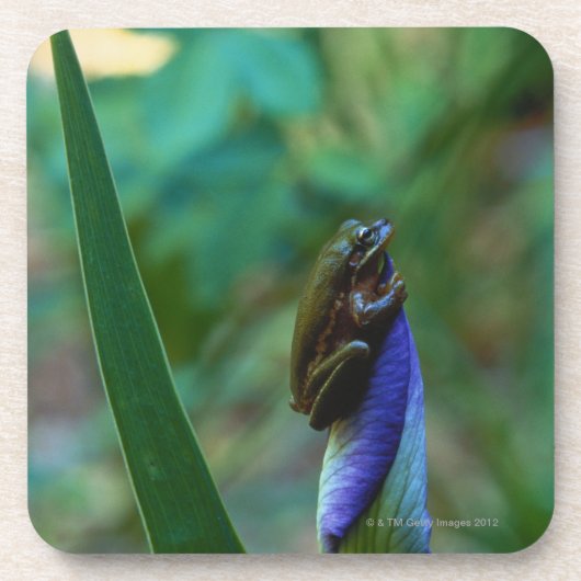 Grüner Baum-Frosch auf Iris Getränkeuntersetzer (Vorderseite)
