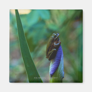 Grüner Baum-Frosch auf Iris Magnet