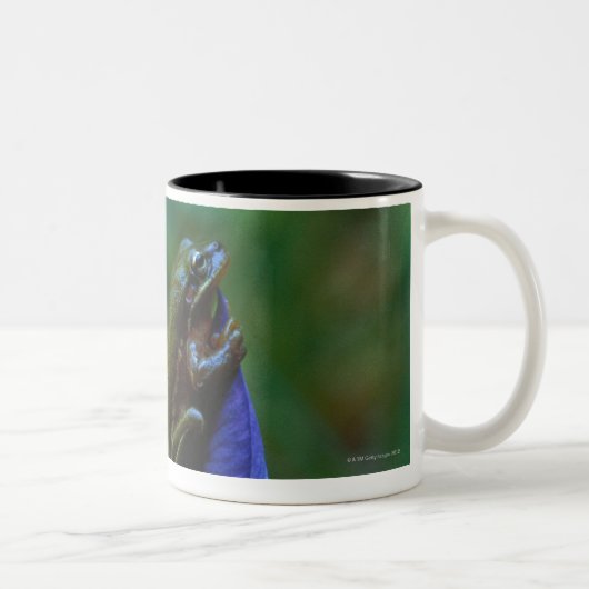 Grüner Baum-Frosch auf Iris Zweifarbige Tasse (Rechts)