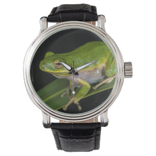 Grüner Baum-Frosch (Hyla cinerea) 2 Armbanduhr
