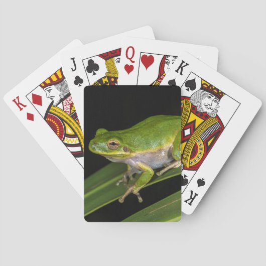 Grüner Baum-Frosch (Hyla cinerea) 2 Spielkarten (Rückseite)