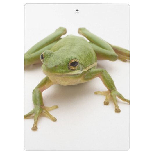 Grüner Baum-Frosch Klemmbrett (Rückseite)