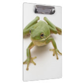 Grüner Baum-Frosch Klemmbrett (Rechts)