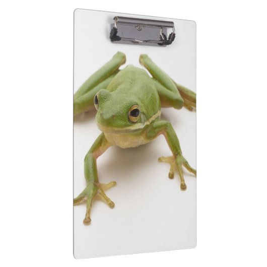Grüner Baum-Frosch Klemmbrett (Rechts)