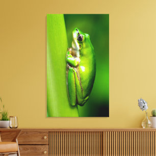 Grüner Baumfrosch auf der Macro-Leinwand der Schil Leinwanddruck