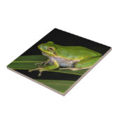 Grüner Baumfrosch (Hyla cinerea) 2 Fliese (Seite)