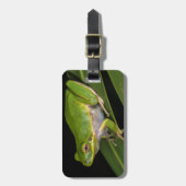 Grüner Baumfrosch (Hyla cinerea) 2 Gepäckanhänger (Vorderseite vertikal)