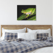 Grüner Baumfrosch (Hyla cinerea) 2 Leinwanddruck (Insitu (Schlafzimmer))