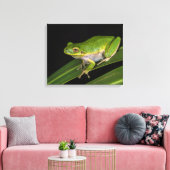 Grüner Baumfrosch (Hyla cinerea) 2 Leinwanddruck (Insitu (Wohnzimmer))