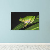Grüner Baumfrosch (Hyla cinerea) 2 Leinwanddruck (Insitu (Holzboden))
