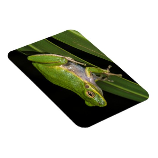 Grüner Baumfrosch (Hyla cinerea) 2 Magnet (Rechte Seite)